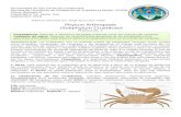 ¡Crea una página web sin saber programar! · Web viewINTRODUCCION: Los crustáceos, son un extenso subfilo de artrópodos, incluyen varios grupos como langostas, camarones, los