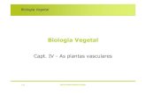 Biologia Vegetalmaloucao/Aula 12BV.pdf · 2010. 12. 10. · 4-06 Maria Amélia Martins-Loução Biologia Vegetal Características das plantas vasculares sem sementes Filo Classifica