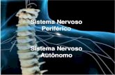 Sistema Nervoso Periférico Sistema Nervoso Autônomo...•X- Nervo vago (Misto) •XI- Nervo acessório (Misto) •XII- Nervo hipoglosso (Misto) I- Nervo olfatório Sensitivo Olfação