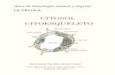 CITOSOL CITOESQUELETO - Universidade de Vigommegias.webs.uvigo.es/.../atlas-celula-07-citoesqueleto.pdf · 2017. 10. 14. · serie de filamentos proteicos que forman un entramado