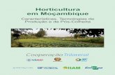 Horticultura em Moçambique - Biblioteca AGPTEA · Werito Fernandes de Melo Engenheiro Agrónomo, MSc. em Desenvolvimento Sustentável, Analista do Departamento de Transferência