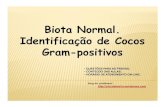 Biota Normal. Identificação de Cocos Gram -positivosMicrobiota normal Traumas mínimos nas membranas Bactérias de um sítio de infecção Liberadas no sangue periodicamente Abscessos