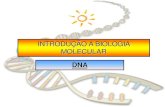 INTRODUÇÃO A BIOLOGIA MOLECULARDNA • Duas fitas de polinucleotídeos associadas formando uma estrutura de dupla hélice onde as pentoses e os radicais fosfato compõe a fita e