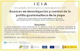 ICIA · 2018. 8. 14. · La polilla guatemalteca (Tecia solanivora) es un organismo nocivo de cuarentena responsable de importantes pérdidas económicas en el cultivo y almacenamiento