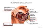 Glândulas salivares...• Boca seca (xerostomia) • Cáries • Infecções da mucosa (Periodontites, gengivites, candidíase, abscessos, etc.) • Síndrome da ardência bucal •