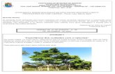 Importância dos cuidados com a natureza”educacao.diadema.sp.gov.br/educacao/attachments/article/1284/FASE II.pdfATIVIDADE 2 Ontem lemos a história da árvore que não tinha flores,