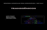 TRANSGÊNICOS · 2018. 10. 24. · Biologia Molecular para Licenciatura - BIO 0441 3 Transgênicos A figura (Fig. 4) mostra as bactérias contendo um plasmídeo co-íntegrado usadas