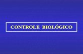 CONTROLE BIOLÓGICO · 2020. 11. 3. · Controle do agente causal de galhas Agrobacterium.tumefasciens • A.tumefasciens: causa hiperplasia e hipertrofia de células que resulta
