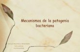 Mecanismos de la patogenia bacteriana - PROENTA-UFRO · 2020. 7. 21. · Mecanismos de la patogenia bacteriana Hecho por: Mayte Olivera y Martina Madrid. Fecha: 27/06/2020 Feria De