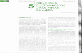 Uva de Mesa Produção Frutas do Brasil, 13 PRINCIPAIS …ainfo.cnptia.embrapa.br/digital/bitstream/item/179593/1/... · 2018. 7. 12. · poda média (7a 8gemas), ciclo fenológico