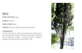 Abeto - Brigada da Floresta | Floresta - Proteção · 2020. 6. 14. · É a flor inspiradora do romance "A Dama das Camélias", de Alexandre Dumas Filho. Na linguagem das flores,