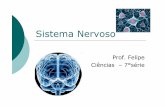 Sistema Nervoso - PBworks