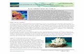 Los arrecifes de coral y el cambio climático