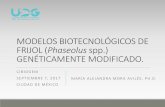 MODELOS BIOTECNOLÓGICOS DE FRIJOL (Phaseolus spp ...