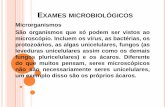 Exames microbiológicos - CETEA
