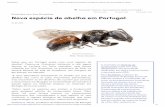 Nova espécie de abelha em Portugal - ULisboa