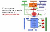 Processo de obtenção de energia das células respiração celular