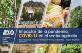 Impactos de la pandemia COVID-19 en el sector agrícola