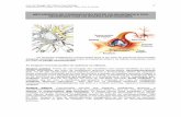 Mecanismos de Comunicação entre os neurônios e dos ...