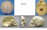 skull - KSU