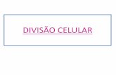 DIVISÃO CELULAR - UFSCar