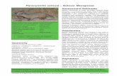 Paracynictis selousi Selous’ Mongoose - EWT
