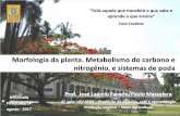 Morfologia da planta. Metabolismo do carbono e nitrogênio ...