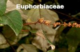 “Sinopse do gênero Croton L. (Euphorbiaceae) no Estado de ...