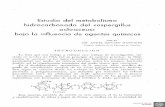 Estudio del metabolismo hidrocarbonado del «aspergillus ...