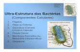 Ultra-Estrutura das Bactérias - UTFPR