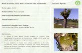 Nome Científico: Populus nigra