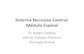 Sistema Nervioso Central: Médula Espinal