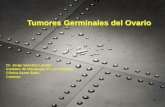 Tumores Germinales del Ovario - WordPress.com
