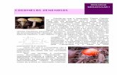 cogumelos venenosos - UFSC