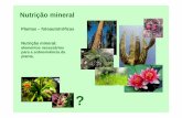 Plantas – fotoautotróficas Nutrição mineral