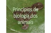 Princípios da biologia dos animais