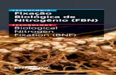 TECNOLOGIA Fixação Biológica de Nitrogênio (FBN)
