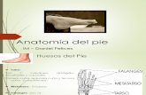 Anatomia Del Pie