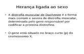 Heran§a ligada ao sexo A distrofia muscular de Duchenne © a forma mais comum e severa de distrofia muscular, determinada pelo gene responsvel por codificar