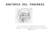 Anatomia del pancreas