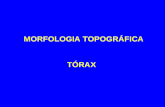 Anatomia Humana - Torax