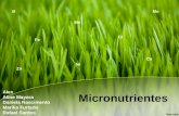 Micronutrientes 2014.1