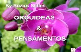 By Búzios Slides ORQUIDEAS & PENSAMENTOS Automático