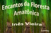 Encantos da Floresta Amazonica